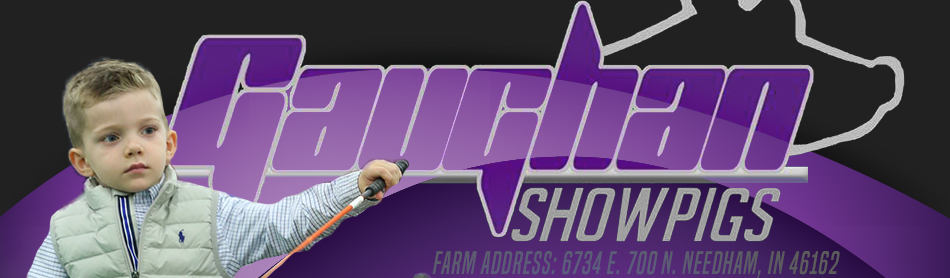 Gaughan Showpigs