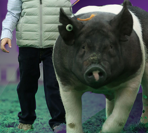 Gaughan Showpigs