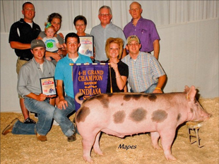 Gaughan Showpigs