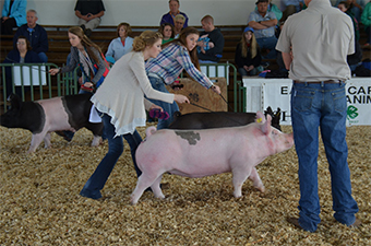 Gaughan Showpigs Winners