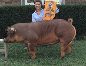 Gaughan Showpigs Winners