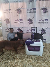 Gaughan Showpigs Winners