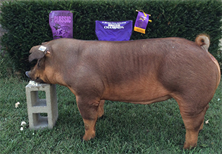 Gaughan Showpigs Winners