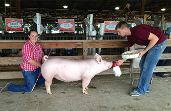 Gaughan Showpigs Winners