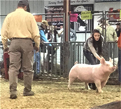 Gaughan Showpigs Winners