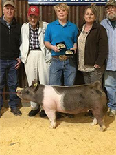 Gaughan Showpigs Winners