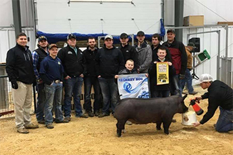 Gaughan Showpigs Winners