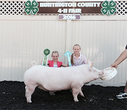 Gaughan Showpigs Winners
