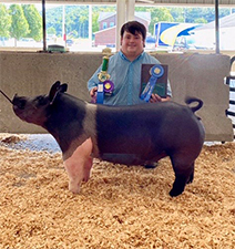 Gaughan Showpigs Winners